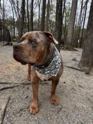 The Rock - IN FOSTER Mixed Breed Dog