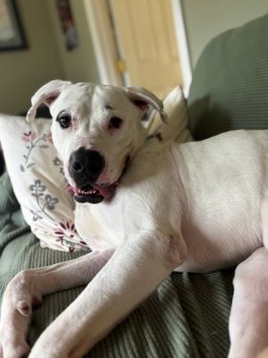 Meet handsome Hank a two-year-old with a big goofy grin and a gentle heart Hank is the perfect ba