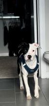 Tinky - IN FOSTER photo 1