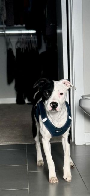 Tinky - IN FOSTER, Young Female Mixed Breed