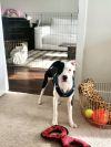 Tinky - IN FOSTER photo 2
