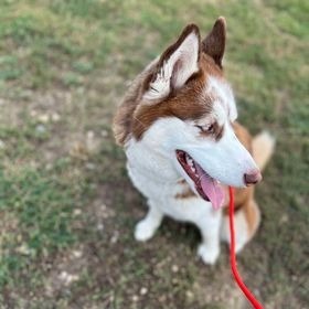 Red Bella, an adoptable Mixed Breed in Buffalo, WY, 82834 | Photo Image 1