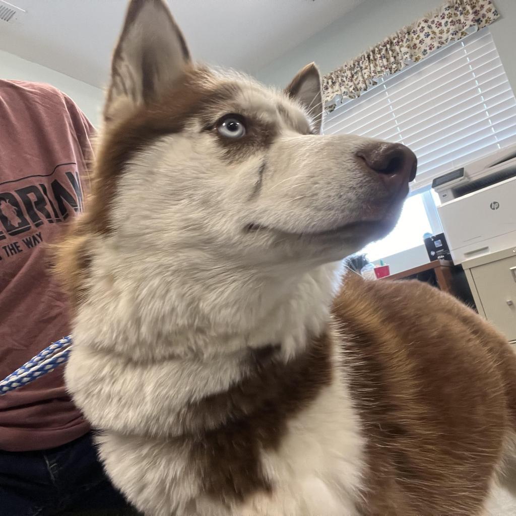 Red Bella, an adoptable Mixed Breed in Buffalo, WY, 82834 | Photo Image 2