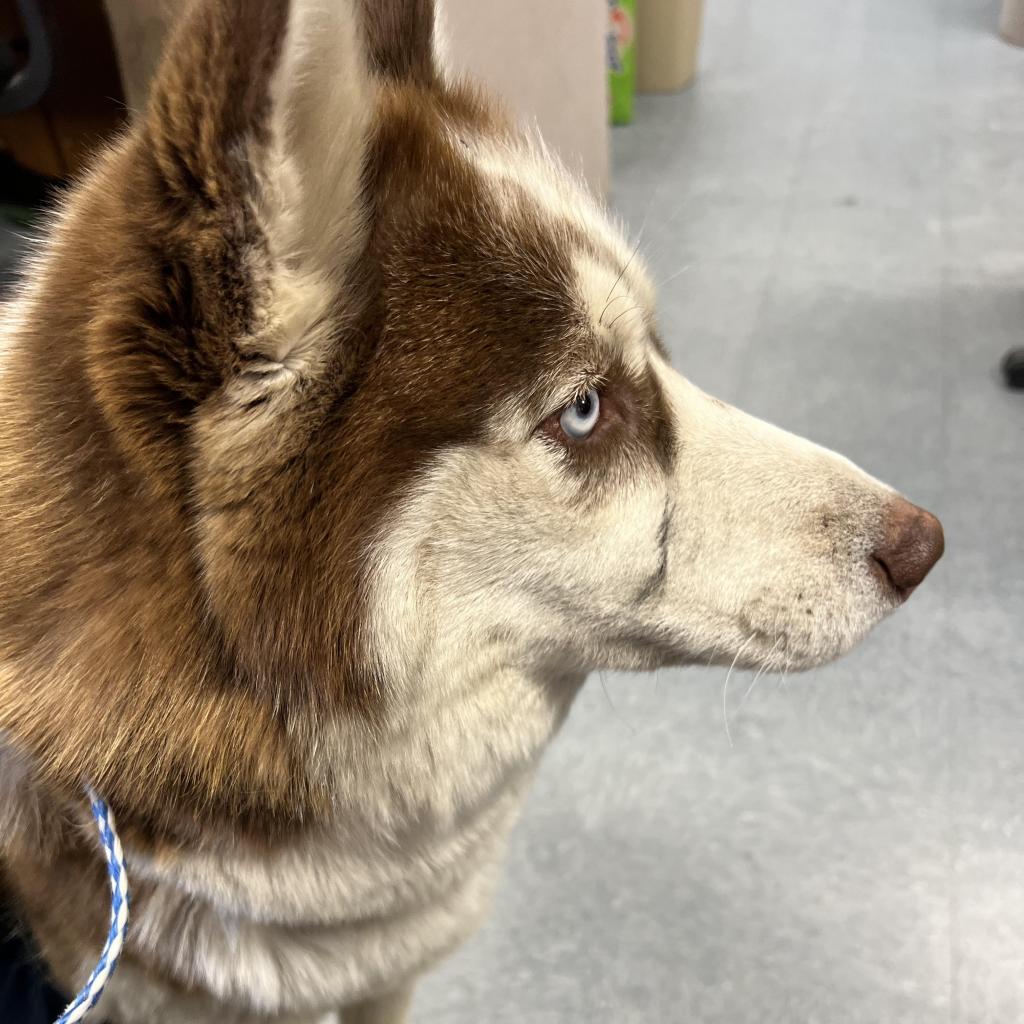 Red Bella, an adoptable Mixed Breed in Buffalo, WY, 82834 | Photo Image 4