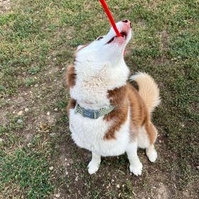 Red Bella, an adoptable Mixed Breed in Buffalo, WY, 82834 | Photo Image 5