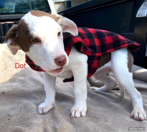 Dot (jh)