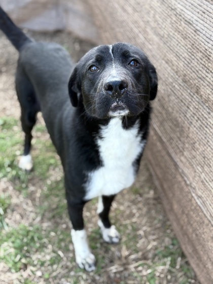 Remington