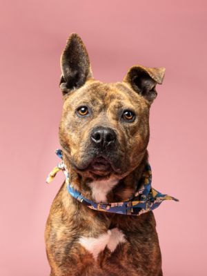 Meet Ozzy Pawsborne Ozzy Pawsborne is as charming as his name With his adorable face and striking 