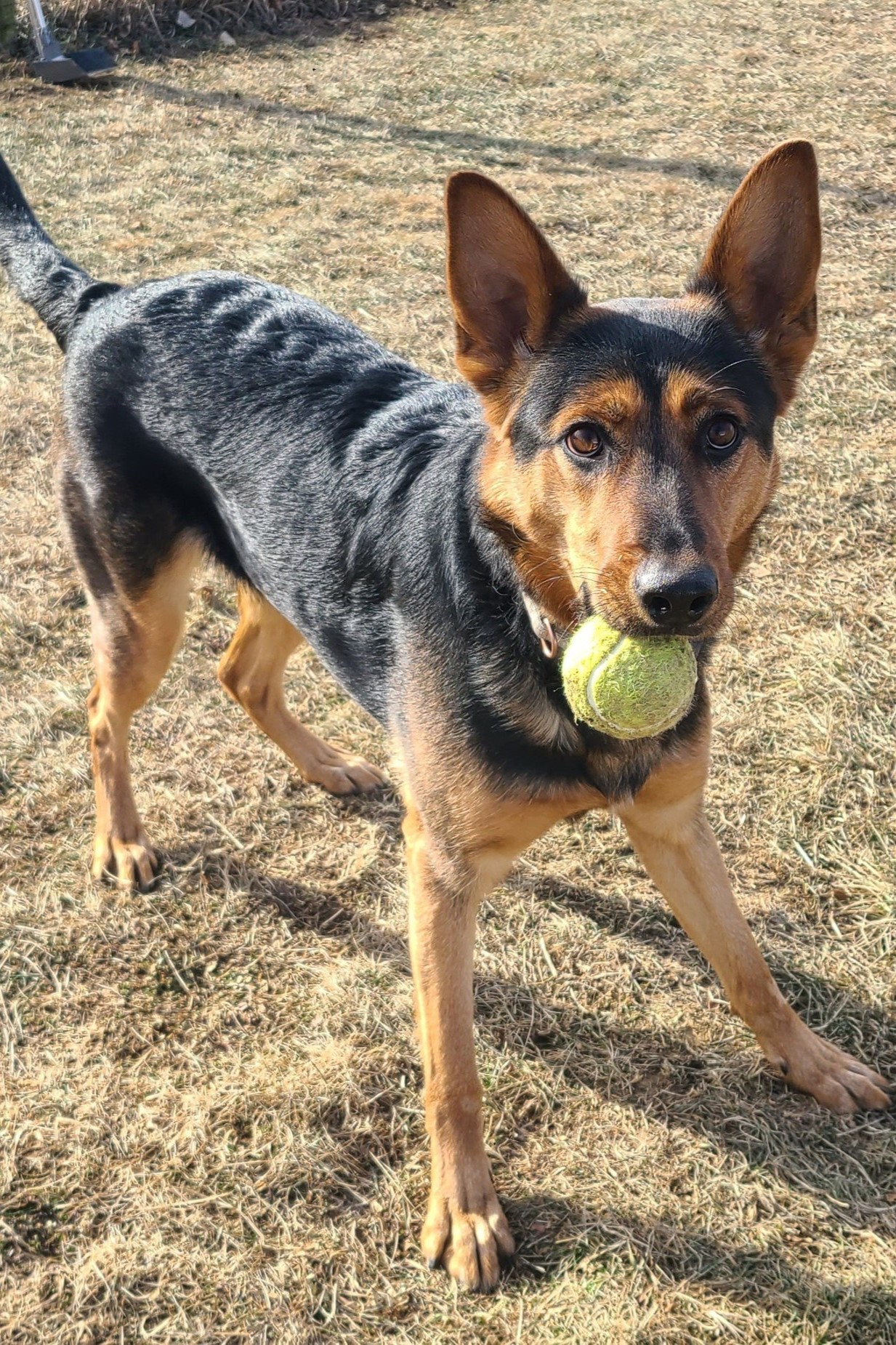 Stella