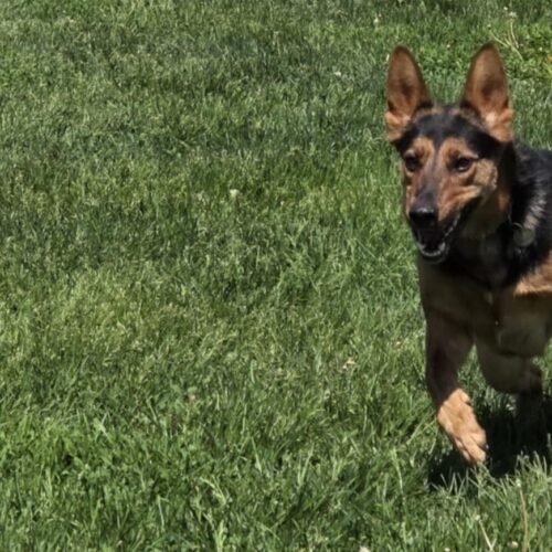 Stella