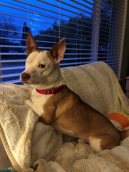 Pepe, an adoptable Cardigan Welsh Corgi, American Staffordshire Terrier in Everett, WA, 98201 | Photo Image 1