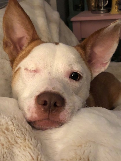 Pepe, an adoptable Cardigan Welsh Corgi, American Staffordshire Terrier in Everett, WA, 98201 | Photo Image 2