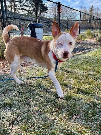 Pepe, an adoptable Cardigan Welsh Corgi, American Staffordshire Terrier in Everett, WA, 98201 | Photo Image 3