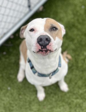 Chance Aka Jimmy Chew, Adult Male Mixed Breed