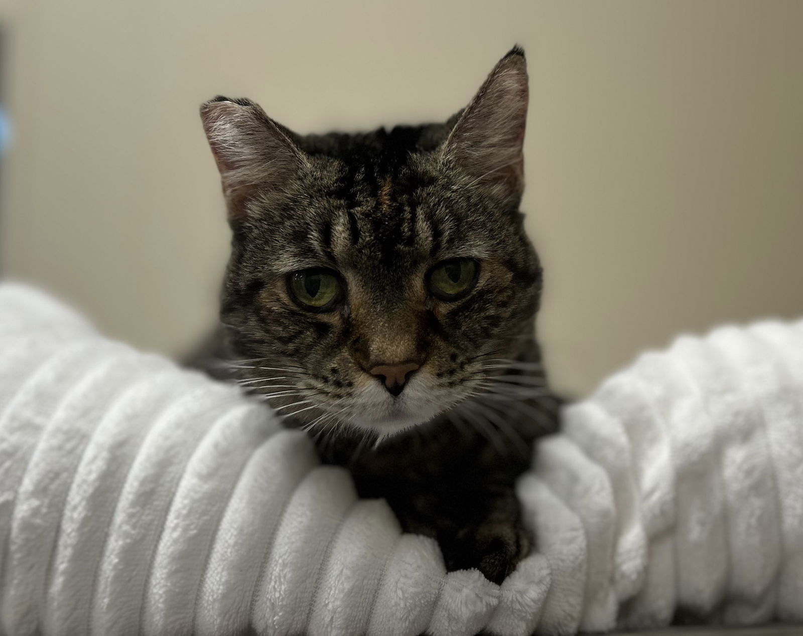 Daisy, an adoptable Domestic Short Hair in Arlington, VT, 05250 | Photo Image 1