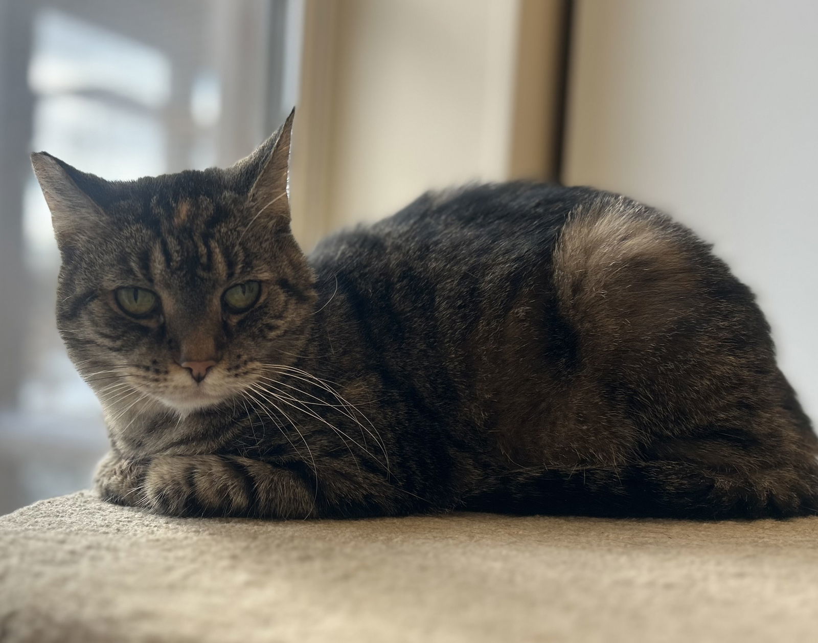 Daisy, an adoptable Domestic Short Hair in Arlington, VT, 05250 | Photo Image 3