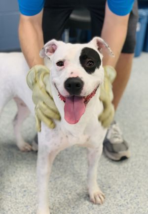Adalee, Adult Female Mixed Breed