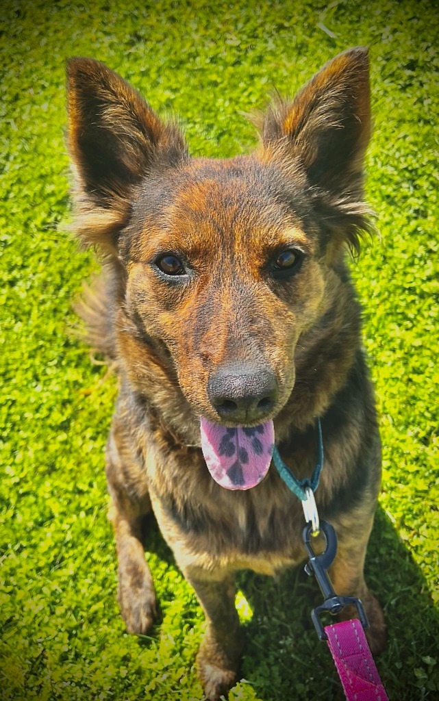 Stella