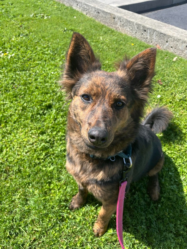 Stella