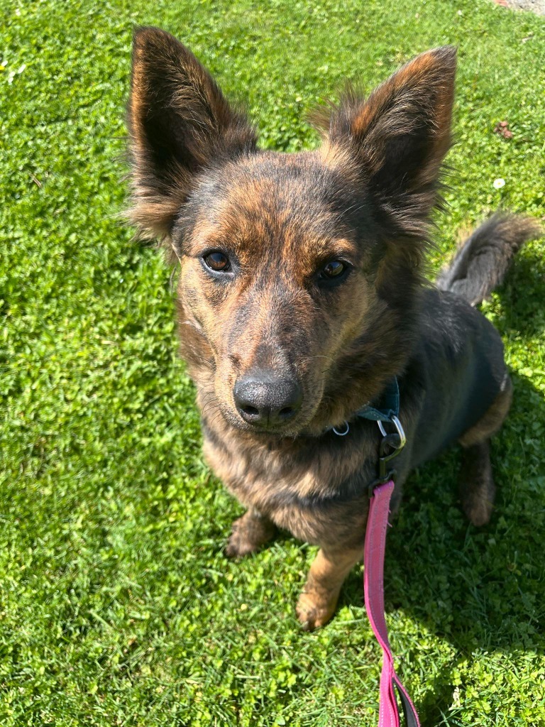 Stella, an adoptable Australian Shepherd, Shepherd in Brookings, OR, 97415 | Photo Image 5