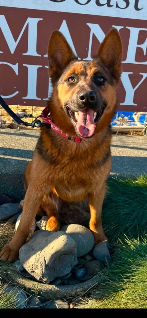 Honey Dew, an adoptable Australian Shepherd, Shepherd in Brookings, OR, 97415 | Photo Image 2