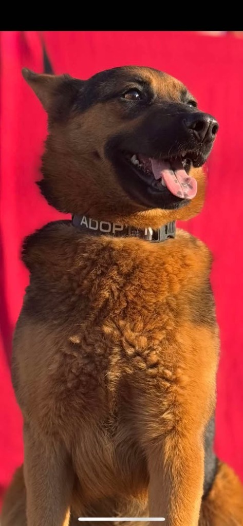 Honey Dew, an adoptable Australian Shepherd, Shepherd in Brookings, OR, 97415 | Photo Image 5