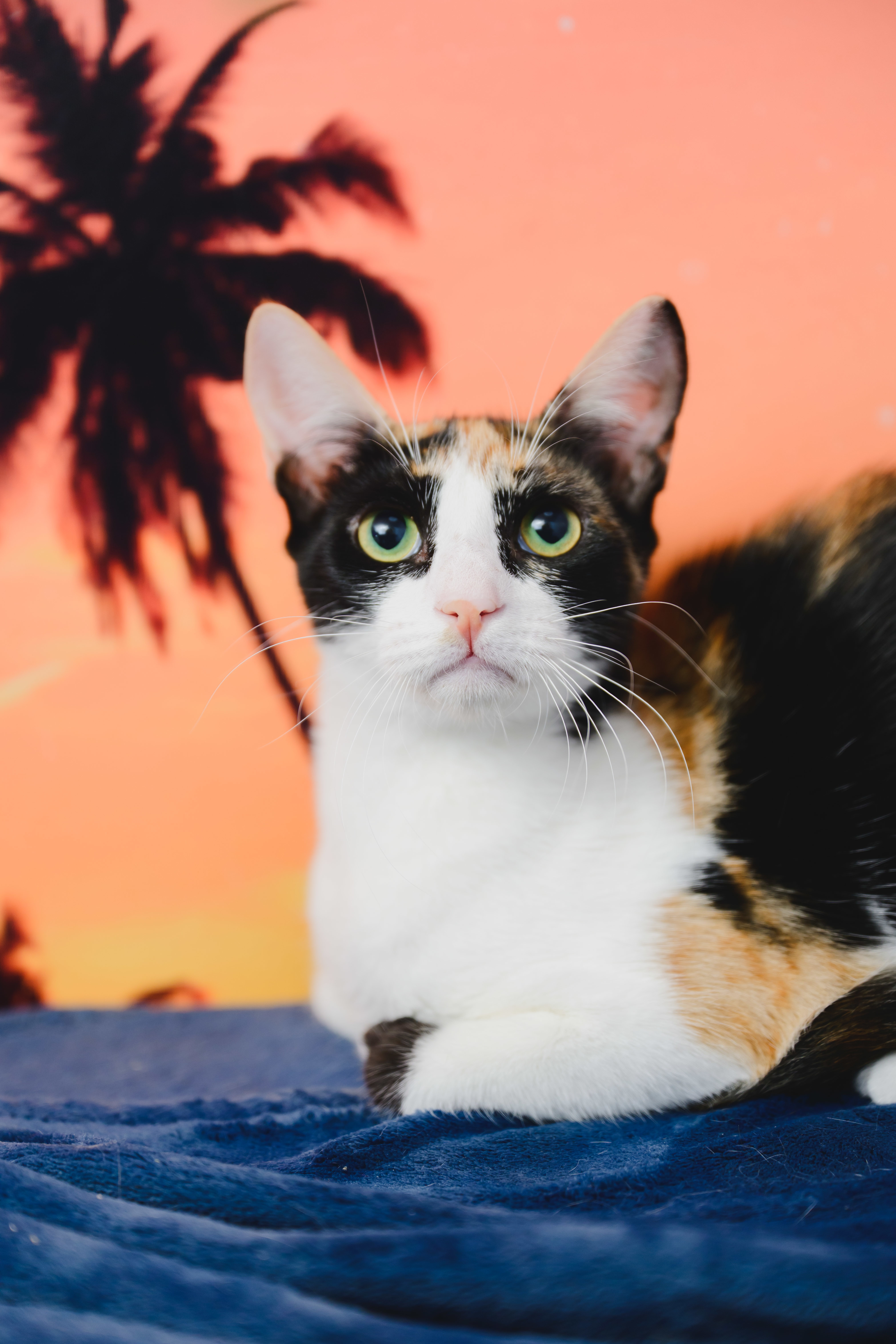 Poppy, an adoptable Domestic Short Hair in Honolulu, HI, 96826 | Photo Image 1