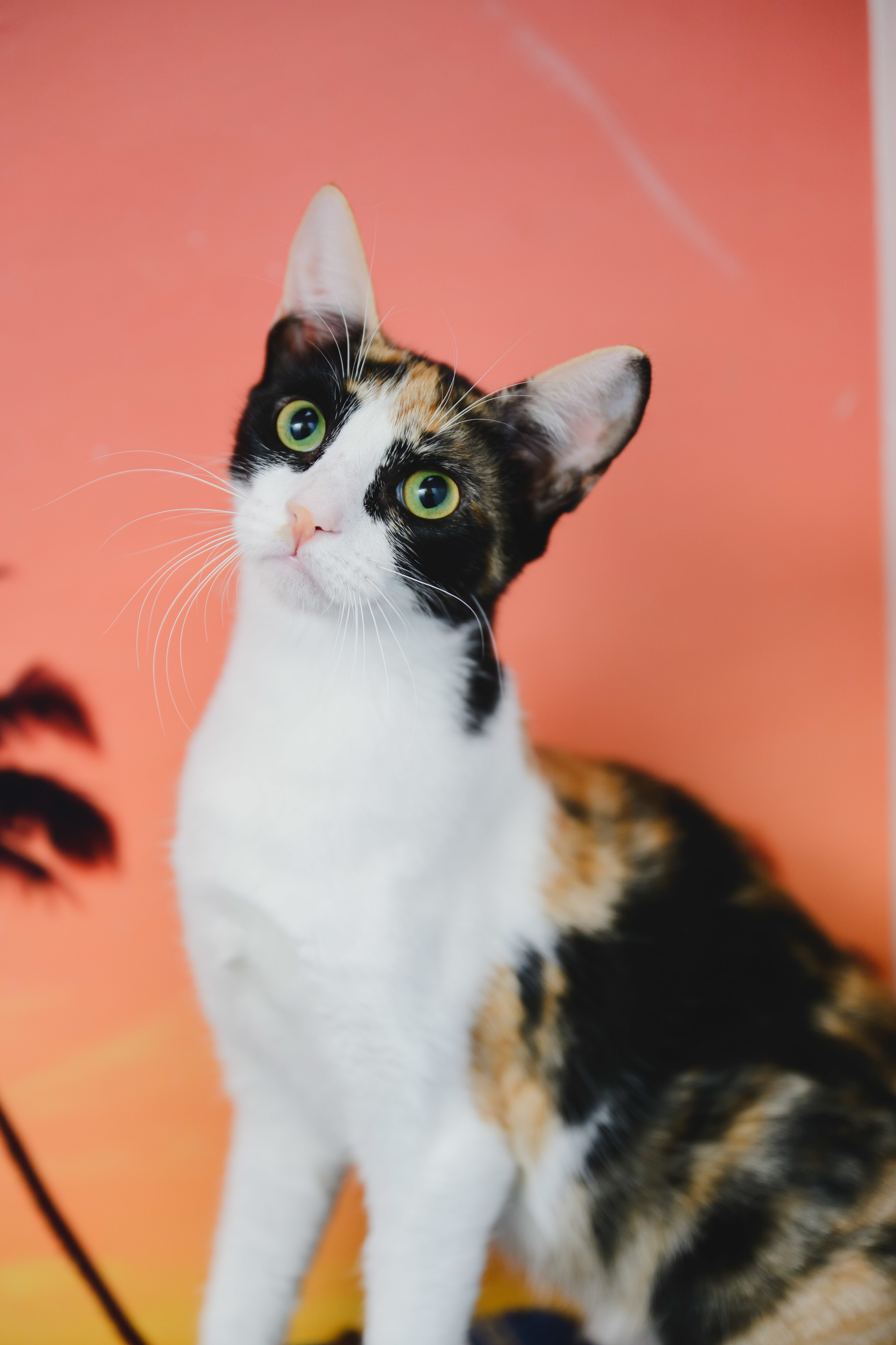 Poppy, an adoptable Domestic Short Hair in Honolulu, HI, 96826 | Photo Image 3