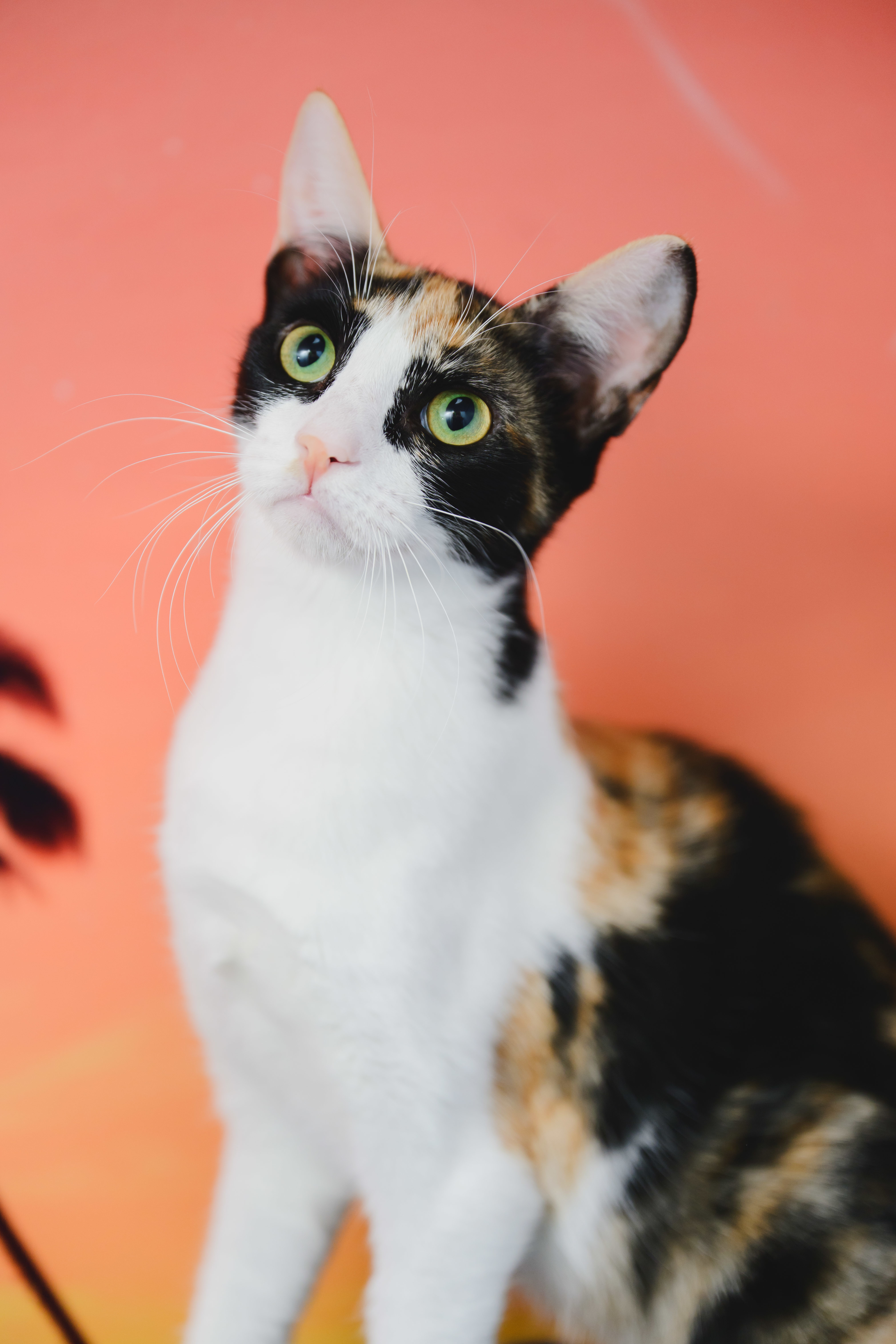 Poppy, an adoptable Domestic Short Hair in Honolulu, HI, 96826 | Photo Image 4