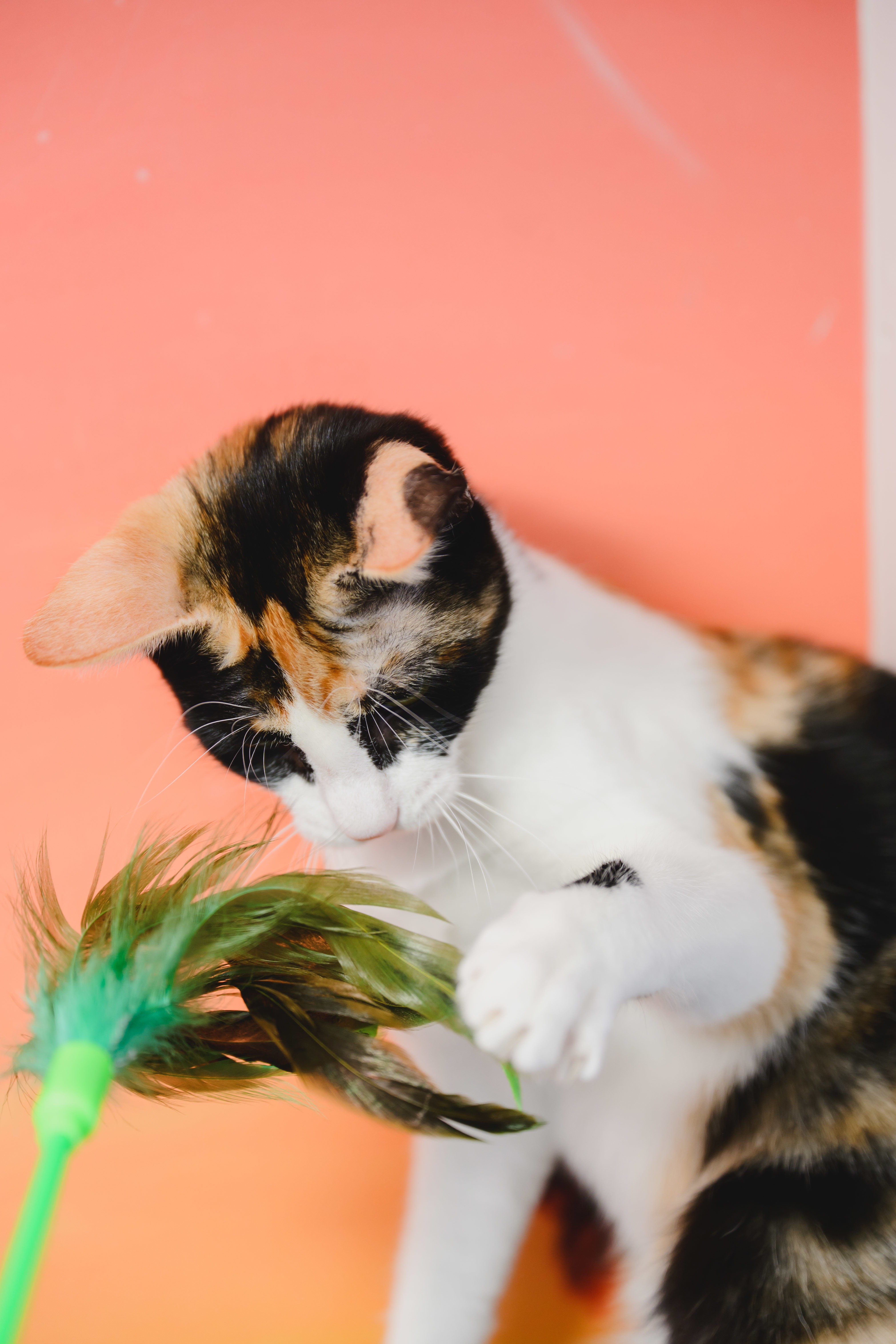 Poppy, an adoptable Domestic Short Hair in Honolulu, HI, 96826 | Photo Image 5