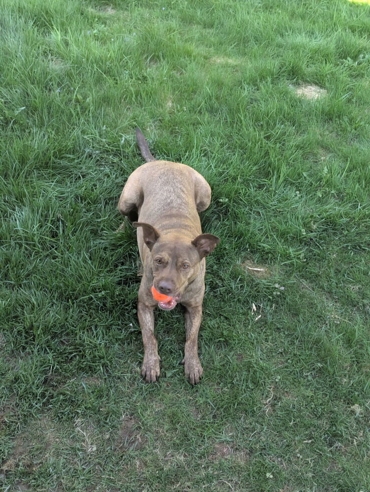 Gary BAC-A-136795, an adoptable Mountain Cur in Saint John, NB, E2J 3P1 | Photo Image 1