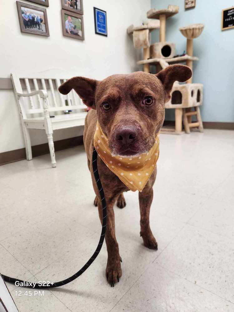 Gary BAC-A-136795, an adoptable Mountain Cur in Halifax, NS, B3J 3A5 | Photo Image 4