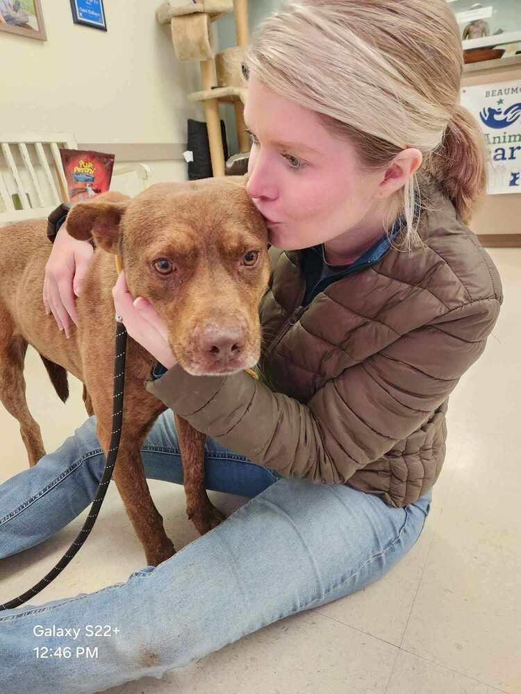 Gary BAC-A-136795, an adoptable Mountain Cur in Halifax, NS, B3J 3A5 | Photo Image 5