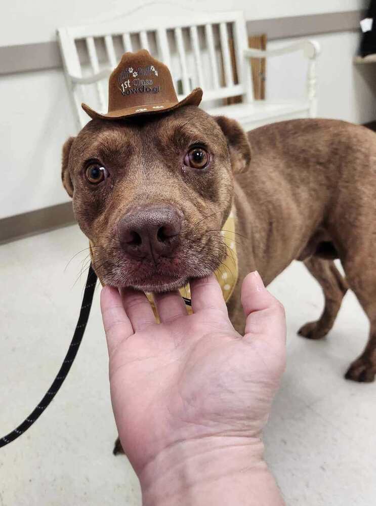 Gary BAC-A-136795, an adoptable Mountain Cur in Halifax, NS, B3J 3A5 | Photo Image 6