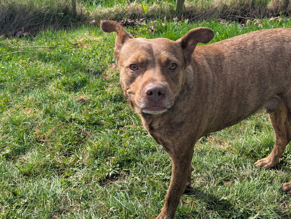 Gary BAC-A-136795, an adoptable Mountain Cur in Saint John, NB, E2J 3P1 | Photo Image 6