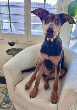 Bear 4, Baby Male Doberman Pinscher