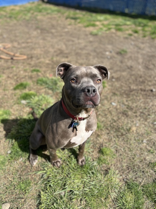 Porkchop