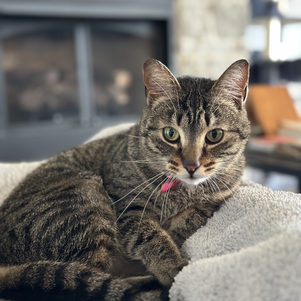 Skeeter, an adoptable Domestic Short Hair, Ocicat in Lynchburg, VA, 24502 | Photo Image 1