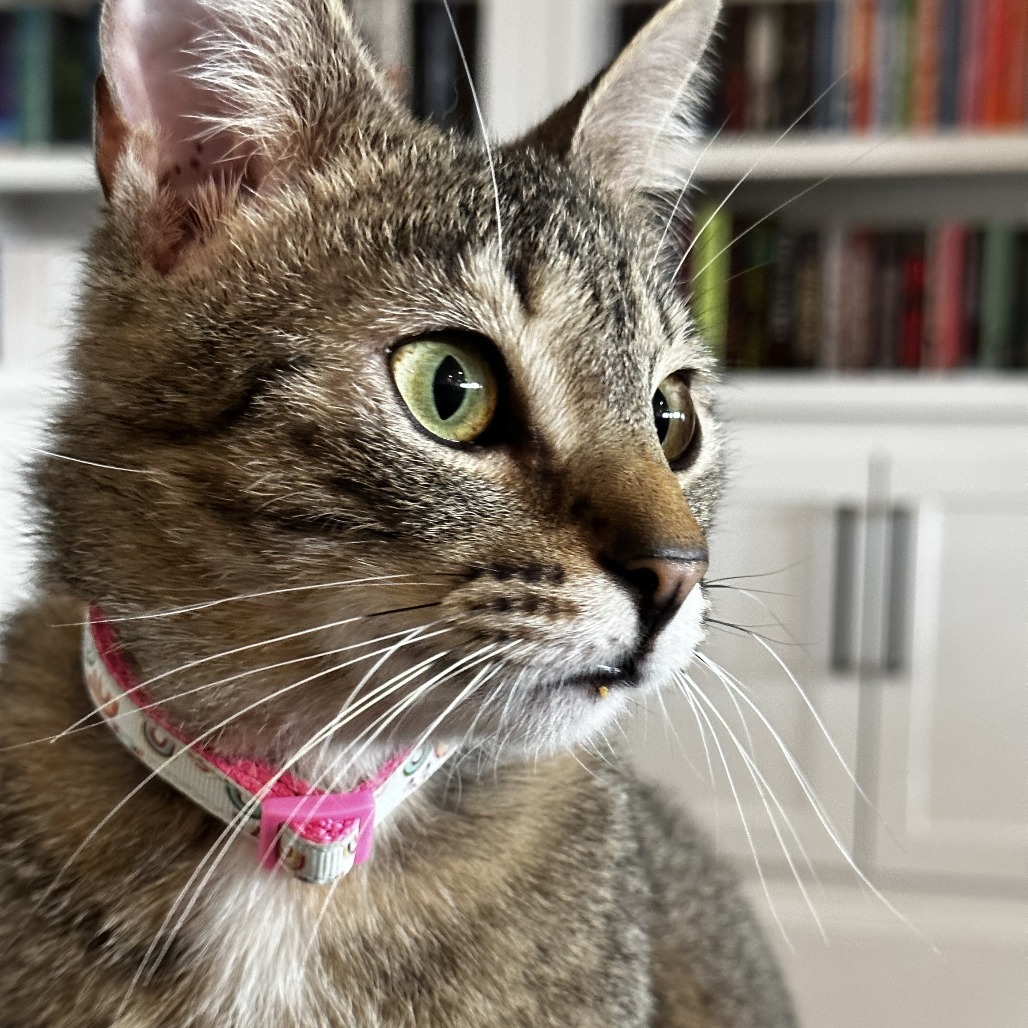 Skeeter, an adoptable Domestic Short Hair, Ocicat in Lynchburg, VA, 24502 | Photo Image 3