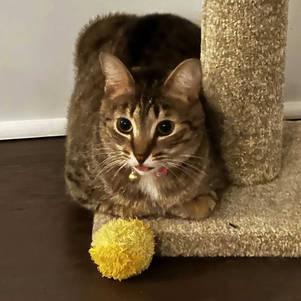 Skeeter, an adoptable Domestic Short Hair, Ocicat in Lynchburg, VA, 24502 | Photo Image 4