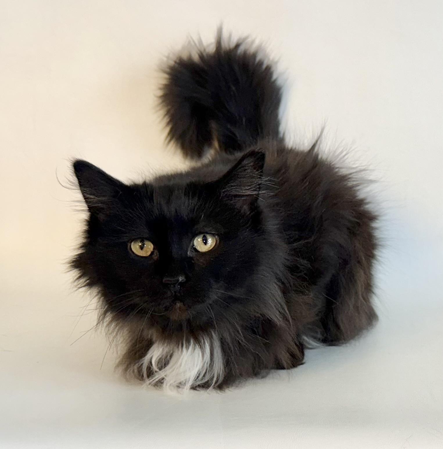 Cindy Lou Whoo, an adoptable Domestic Long Hair in Dillon, MT, 59725 | Photo Image 1