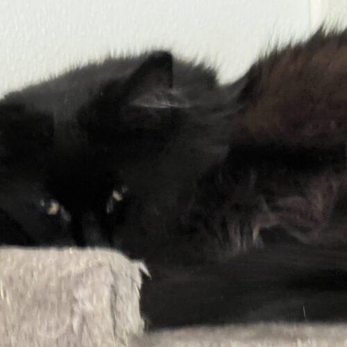 Cindy Lou Whoo, an adoptable Domestic Long Hair in Dillon, MT, 59725 | Photo Image 2