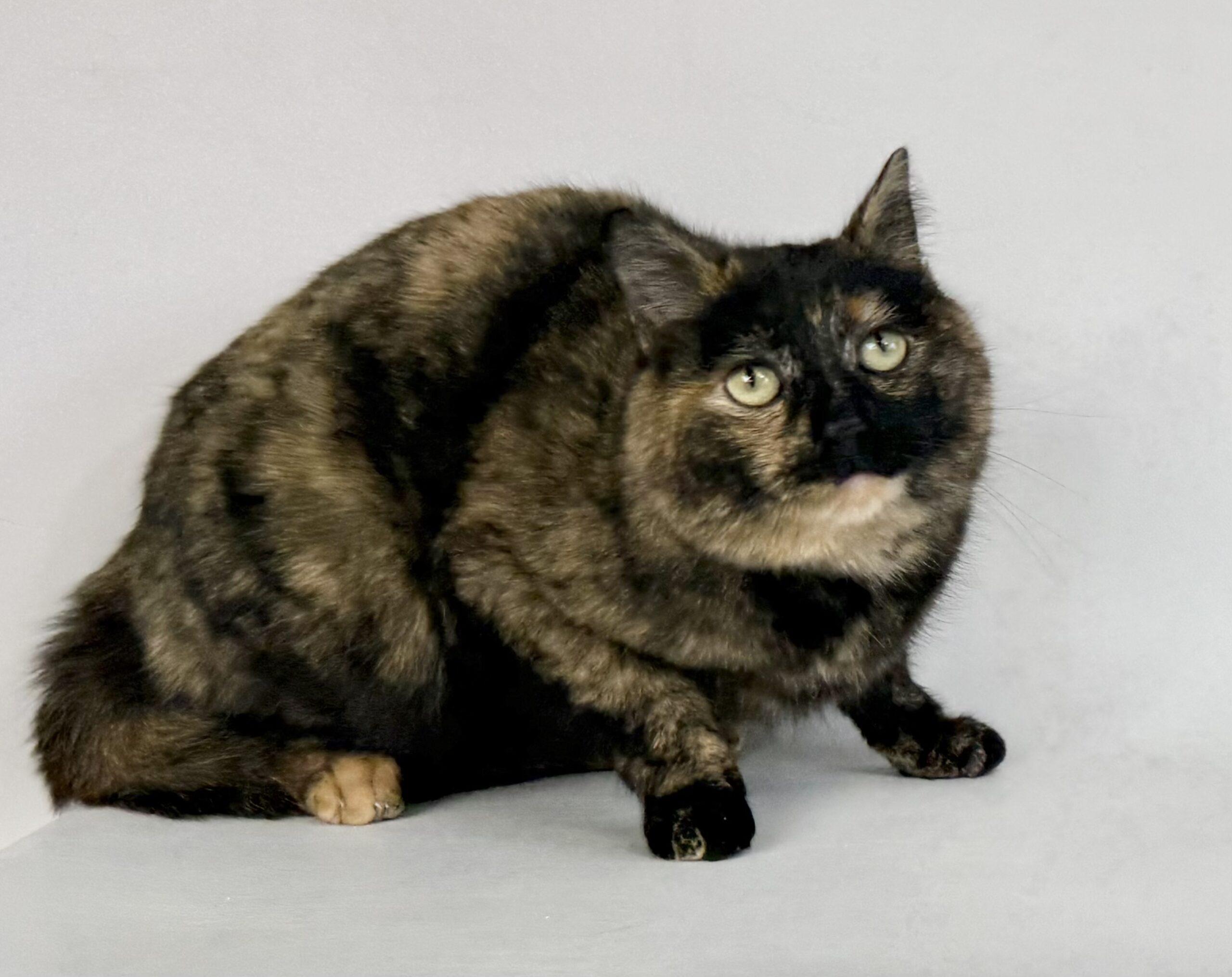 Chance, an adoptable Domestic Short Hair in Dillon, MT, 59725 | Photo Image 1