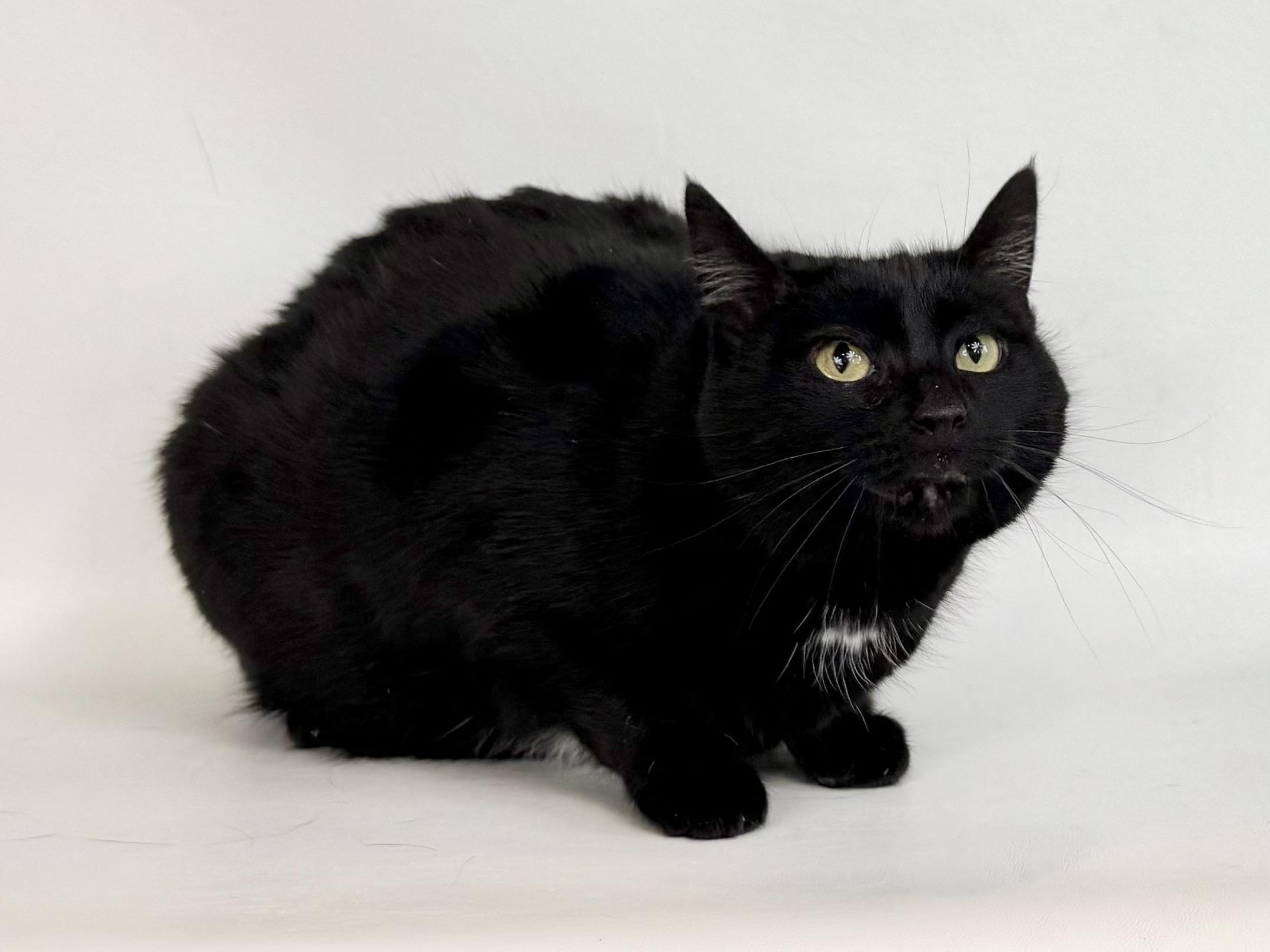 Adeline, an adoptable Domestic Short Hair in Dillon, MT, 59725 | Photo Image 1
