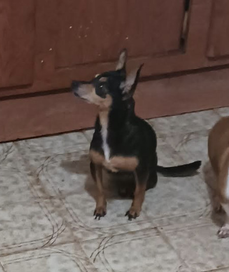 Macarena