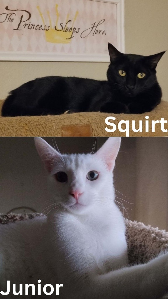 Squirt / Junior 2