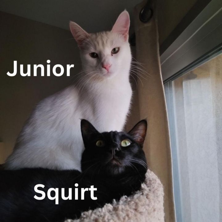 Squirt / Junior 3