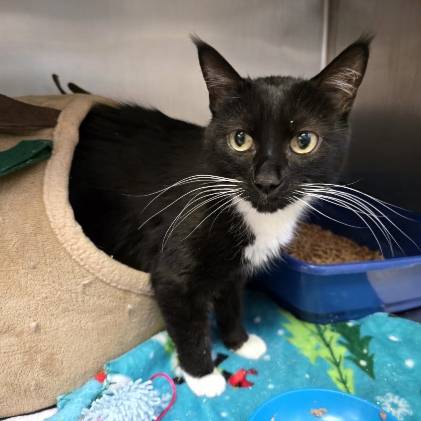 Skylar, an adoptable Domestic Short Hair in Spokane, WA, 99202 | Photo Image 1
