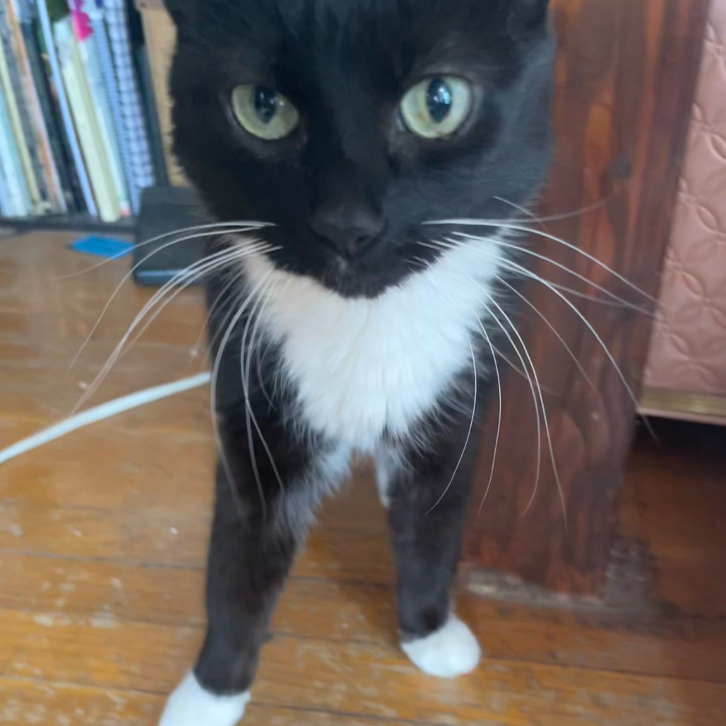 Skylar, an adoptable Domestic Short Hair in Spokane, WA, 99202 | Photo Image 2