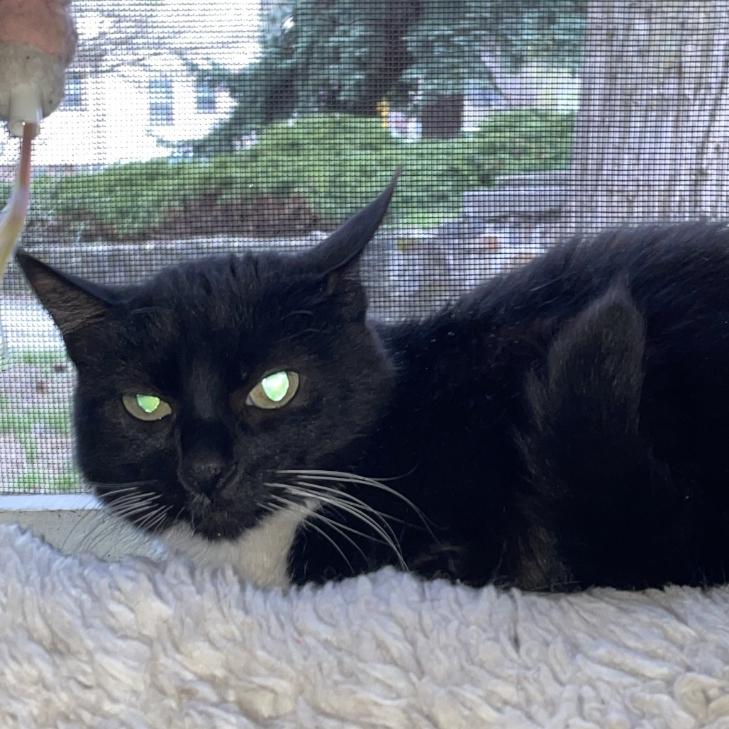 Skylar, an adoptable Domestic Short Hair in Spokane, WA, 99202 | Photo Image 4